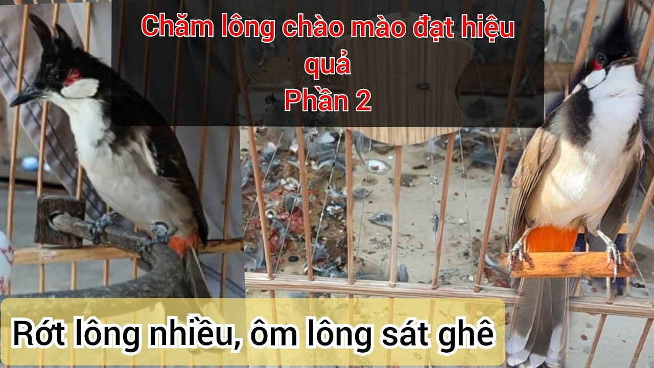 PHẦN 2 : chăm sóc chim chào mào thay lông đạt hiểu quả cao