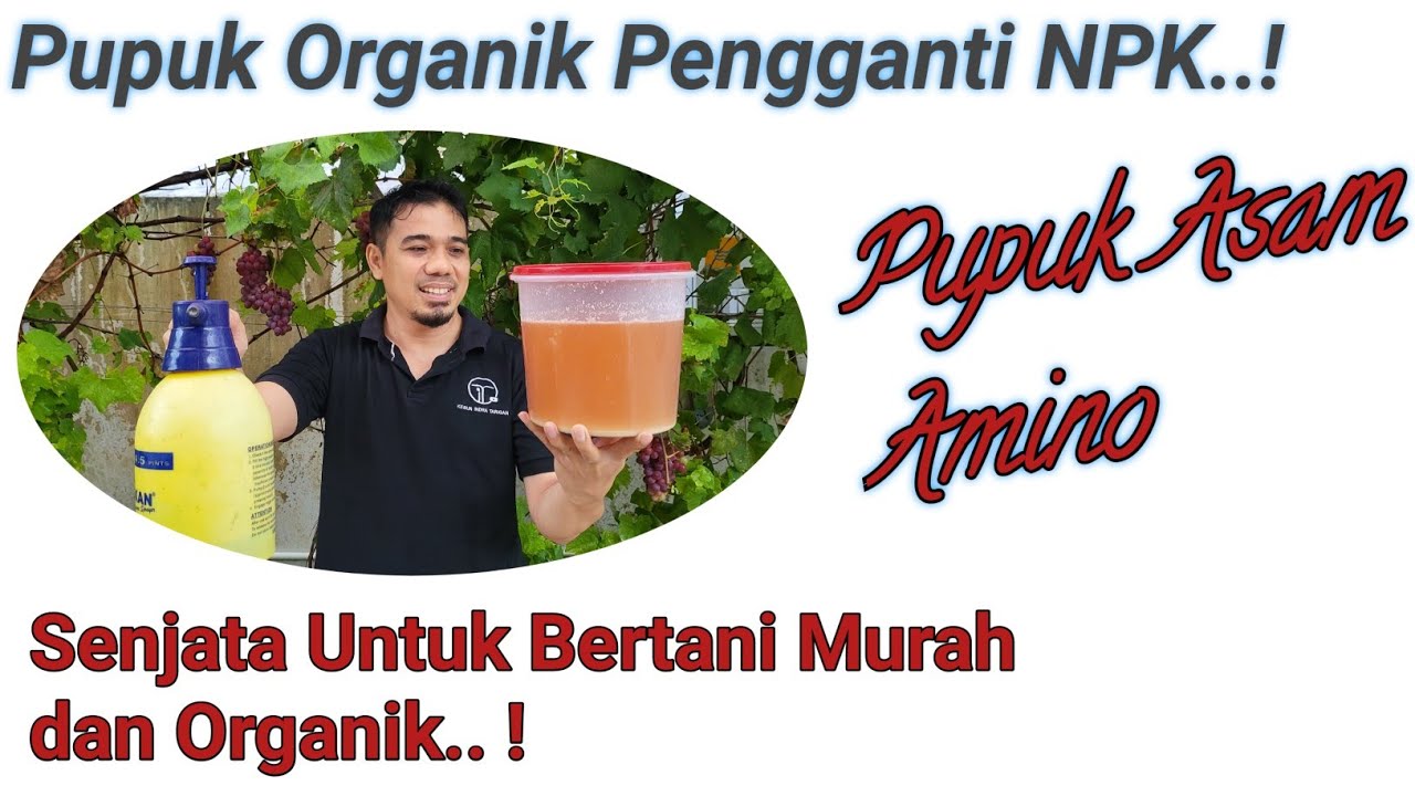 NPK ORGANIK..! Cara membuat Dan Menggunakan Pupuk Asam Amino, Pupuk Organik Cair Asam Amino,