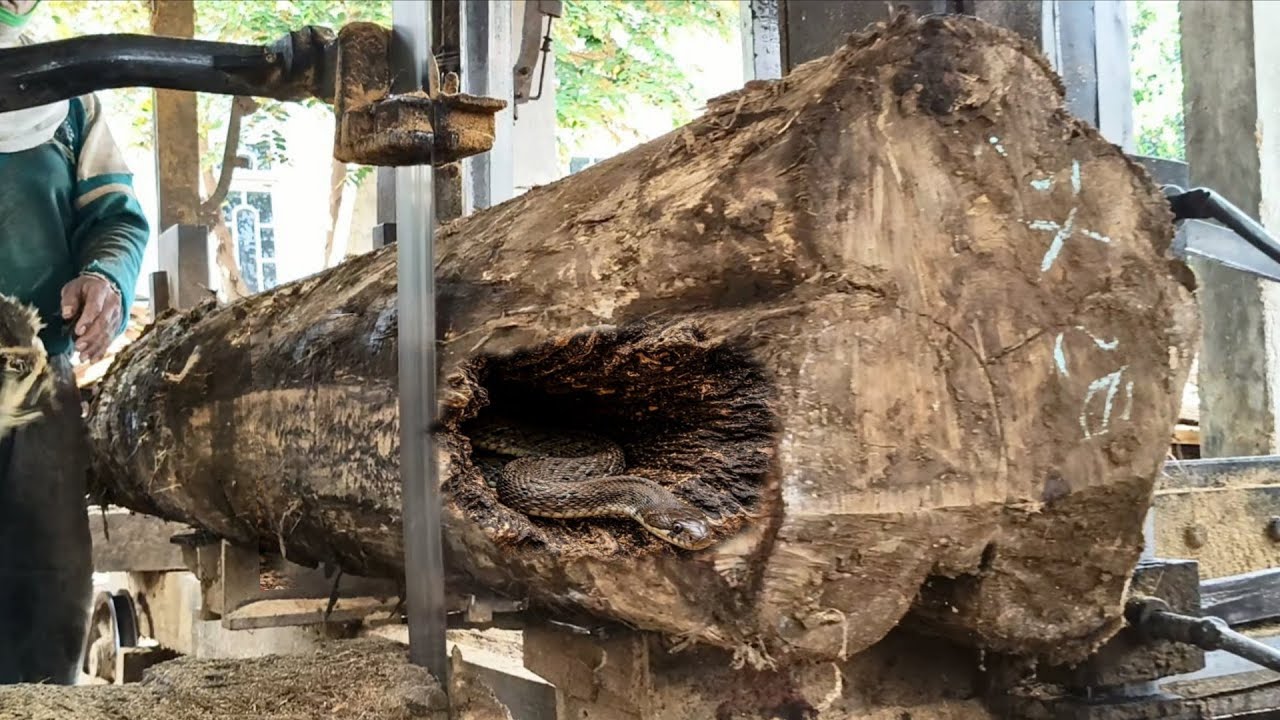 Seconds of suspense of amazing jumbo teak sawing process
