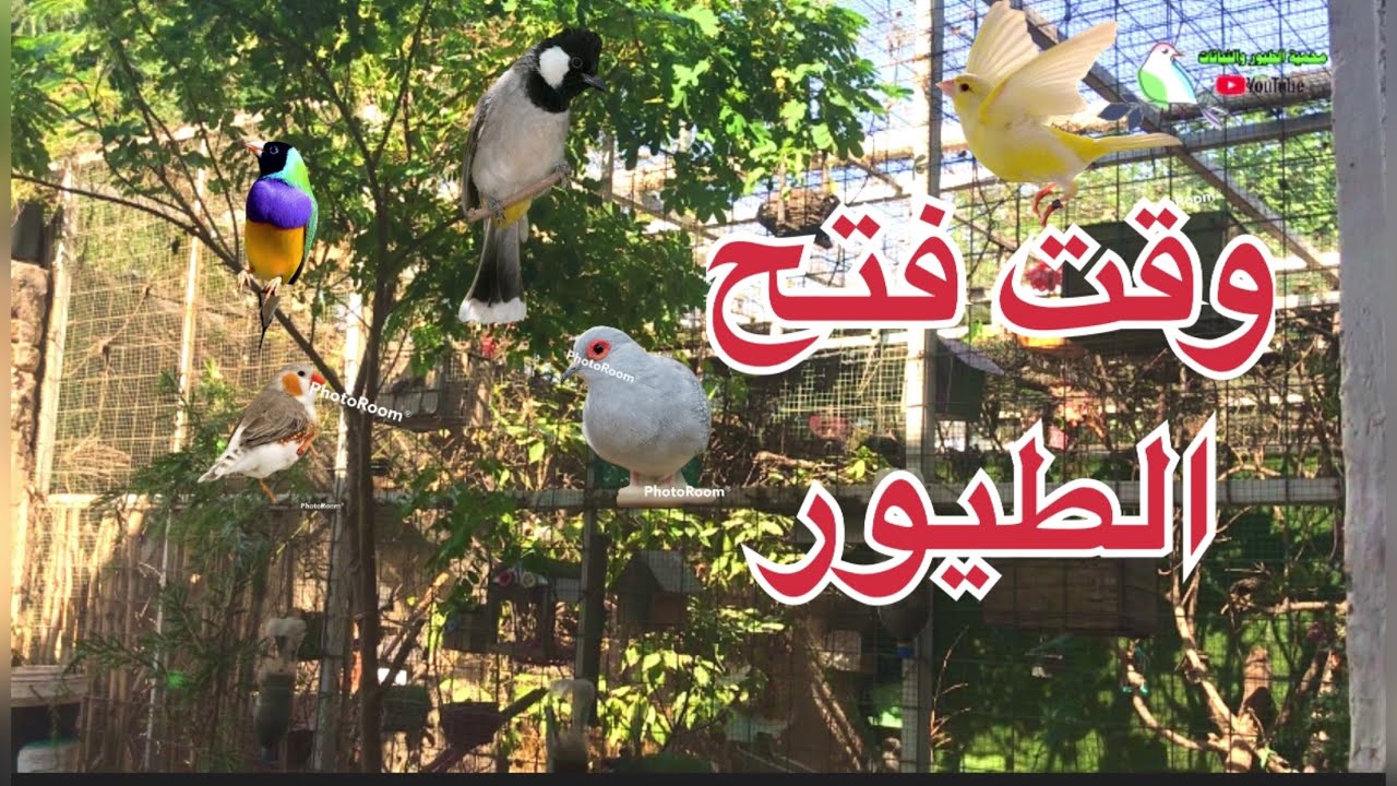 الوقت الصحيح لفتح الطيور الجديدة 🧑‍🌾