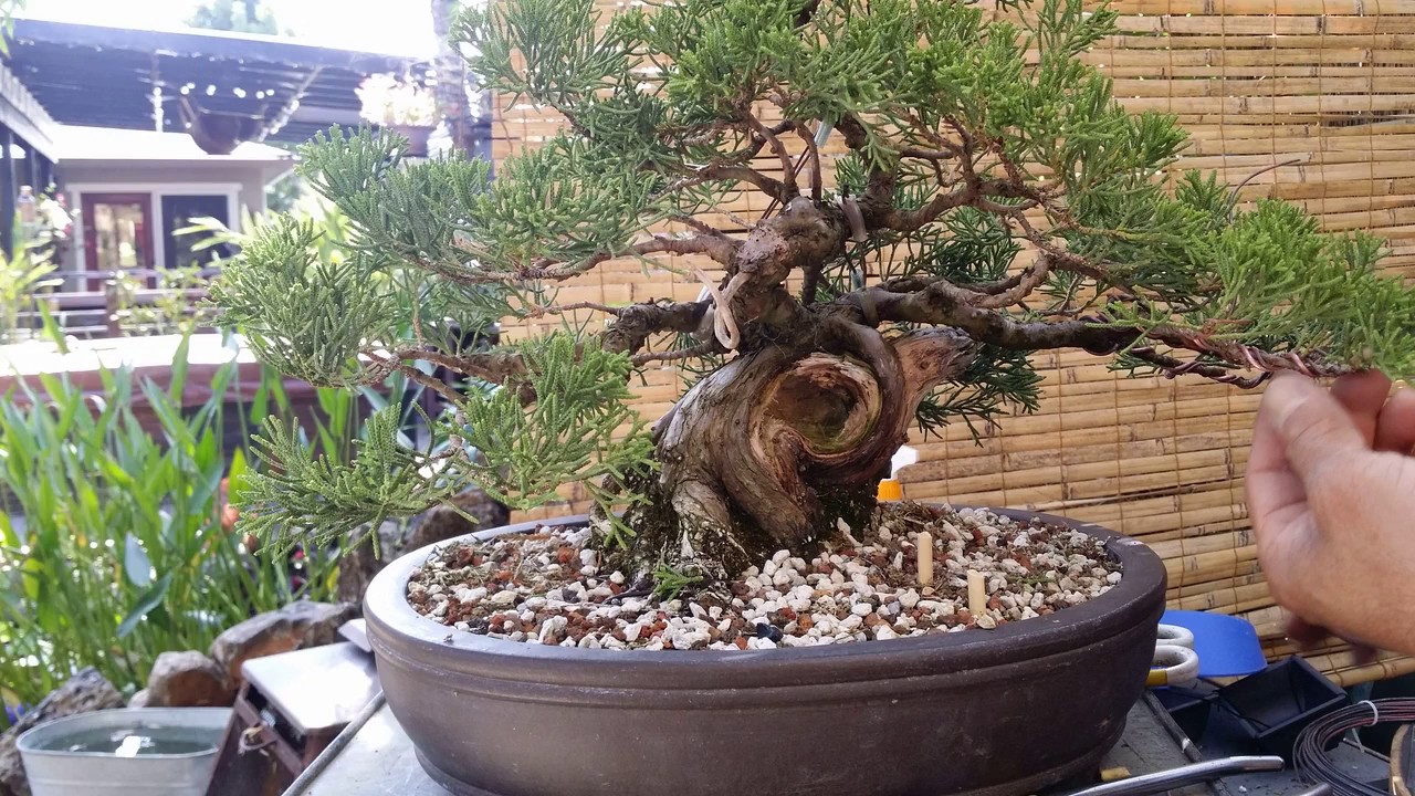 Prostrate Juniper Episode 3 Picture blog