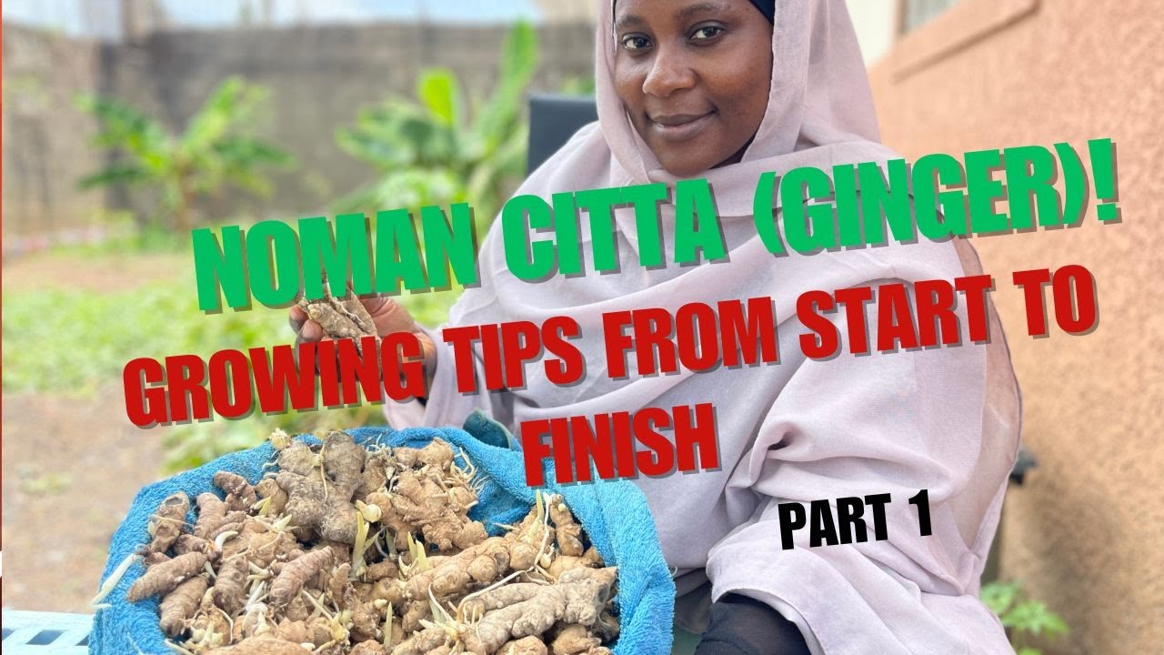 Sirrin Noman Citta (Ginger Farming): Yadda ake Shukata don Samun Amfani mai Yawa 🌿🔥