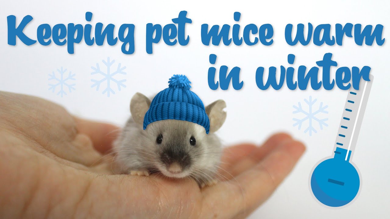 Keeping pet mice warm in winter - Why & How