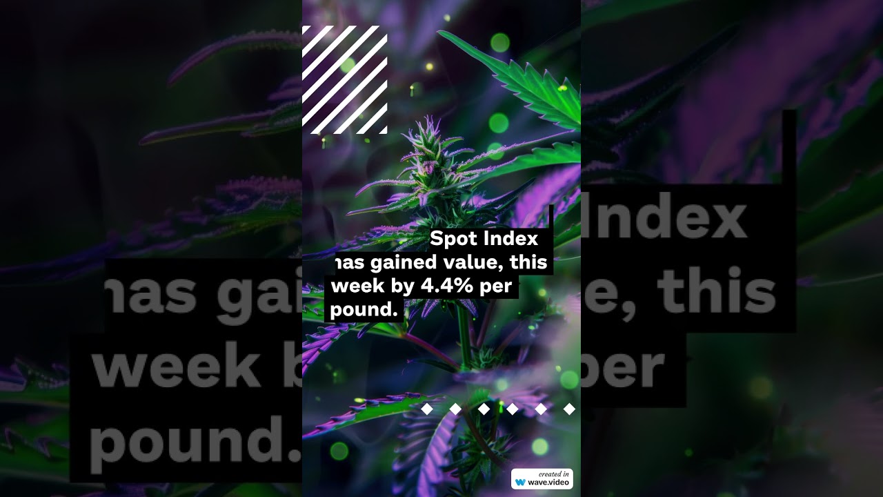 Cannabis Benchmarks US Spot Index Report for July 18, 2025  #cannabisdaily #marijuananews #cannabis