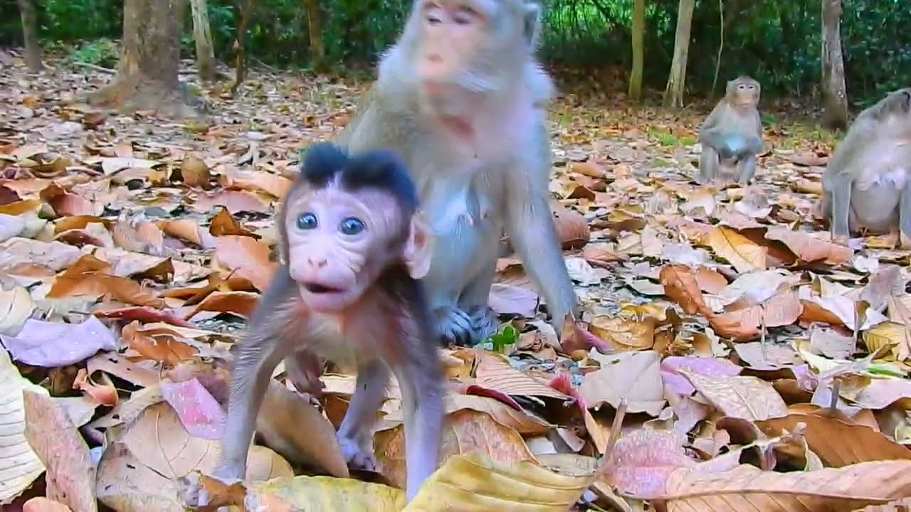 This Is Beautiful Action Of Anna teaches Important Lessons To Baby AMINA | @IShowMonkeyTV
