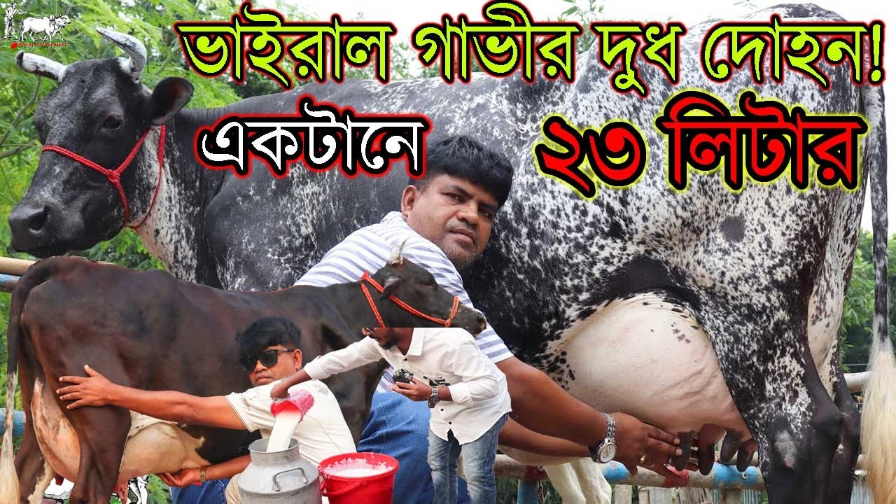 আজকের দামে গাভী কিনতে না পারলে আর ঈদের আগে কেনা হবেনা! সকালের ১টানেই ২৩ লিটার দুধ দোহন।১৪০ থেকে গাভী