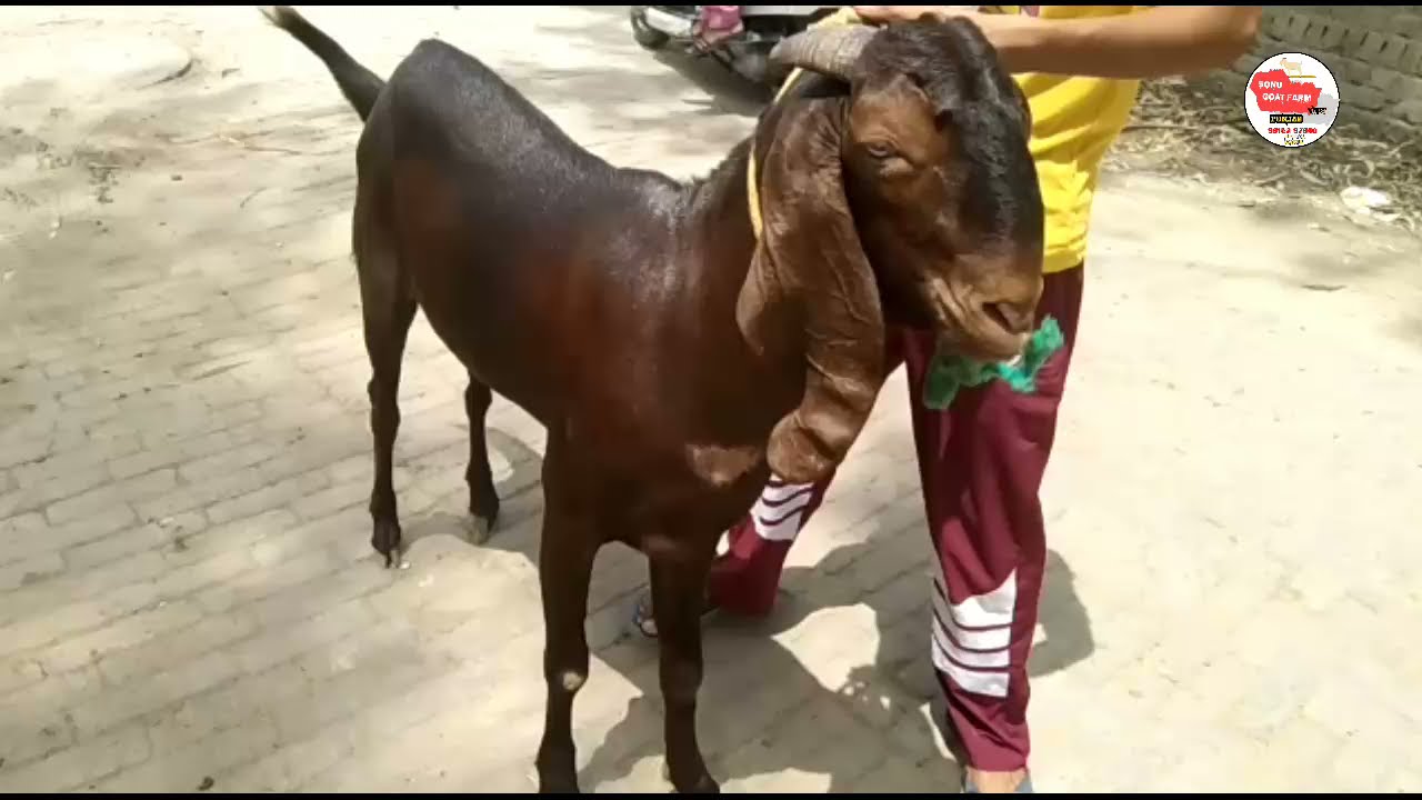 65 kilo da khasi bakra kurbani ke lia for sale | top quality beetal |@sonugoatfarmpunjab3478
