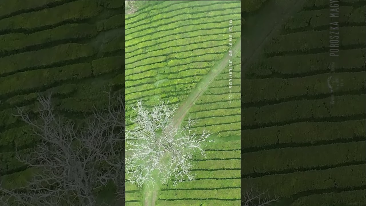 Chá Gorreana  Tea - AZORI 