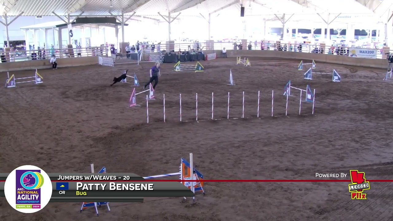Bug 2024 AKC National Agility Championship - 1st Place!