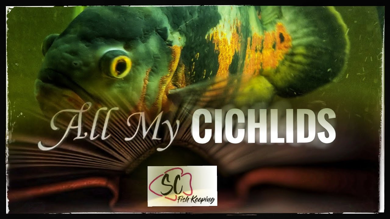 125 Gallon Huge Cichlid Tank!! My 