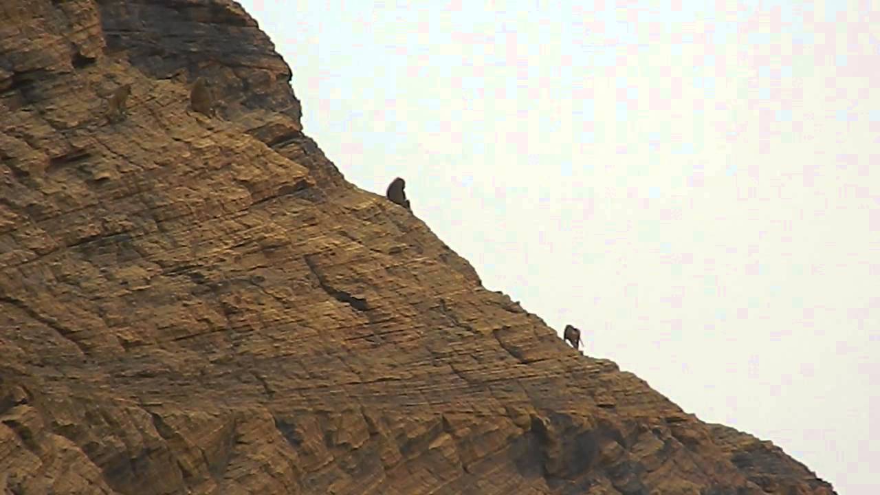 Guinea Baboon