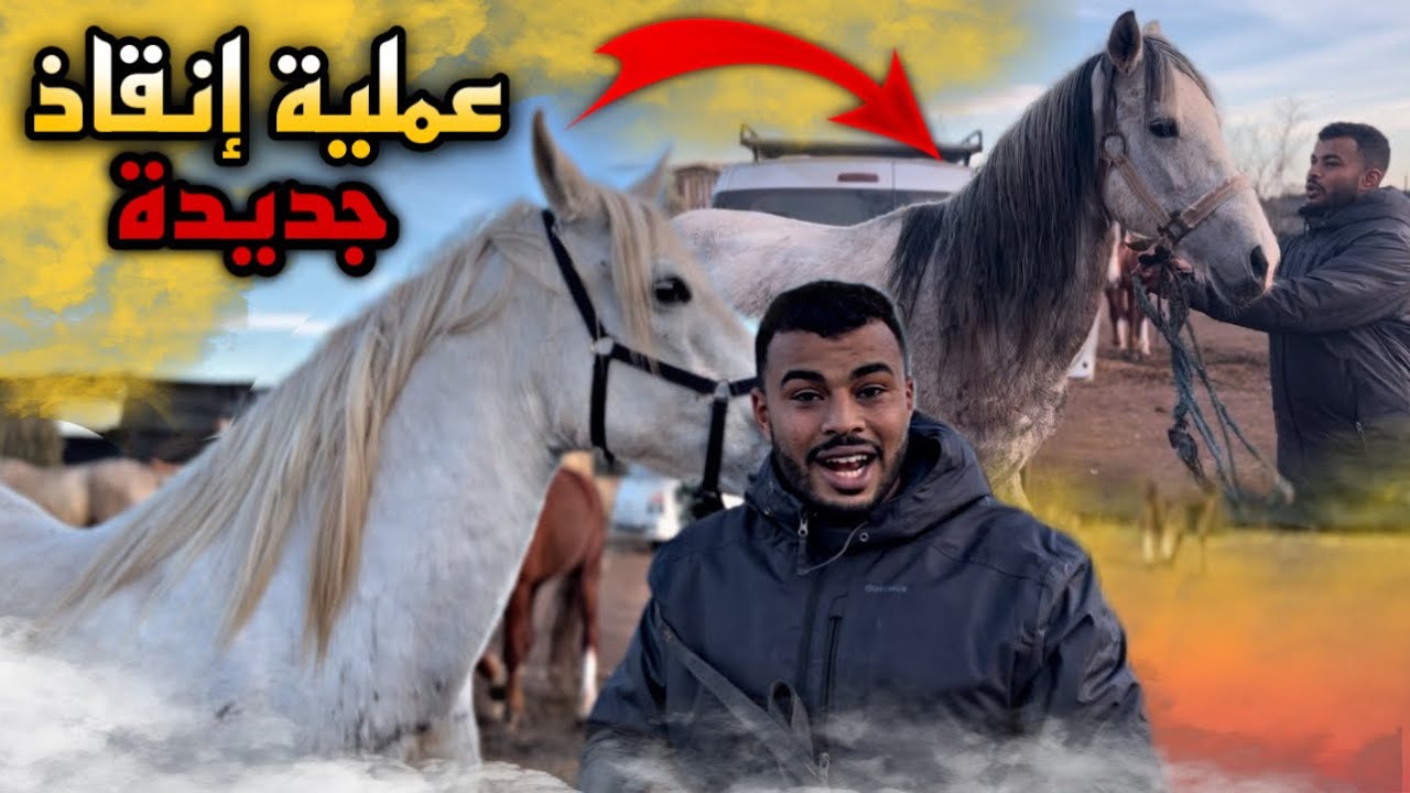 Очередная операция по спасению бедной, слабой лошади 🥹. Это происходит в Марокко? 🇲🇦🚨