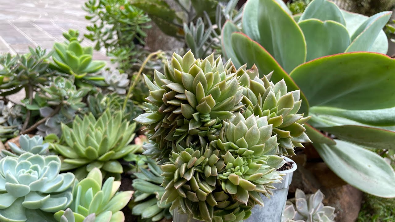 2 SUCULENTAS da espécie Echeveria Agavoides - CULTIVO e Propagação