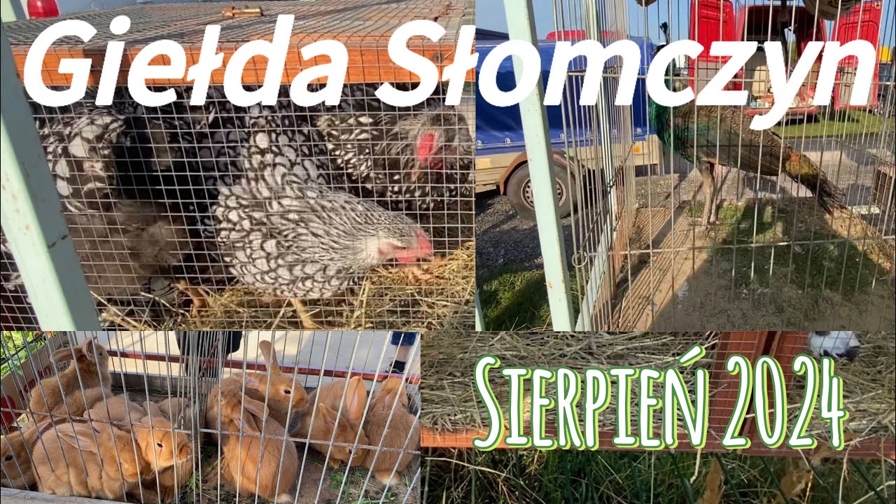Słomczyn -Giełda B.R.003 Giełda Słomczyn  -Targ Zwierzęcy  #animals #chicken #ranczo #farming