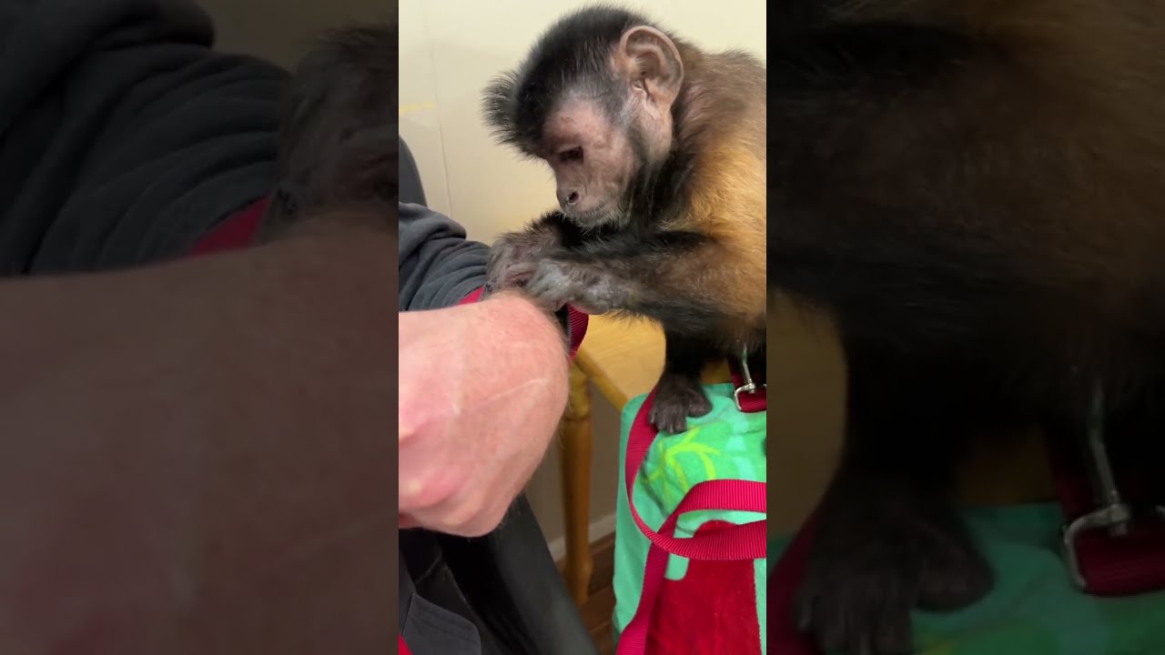 Monkey Grooming! MonkeyBoo! 🐵