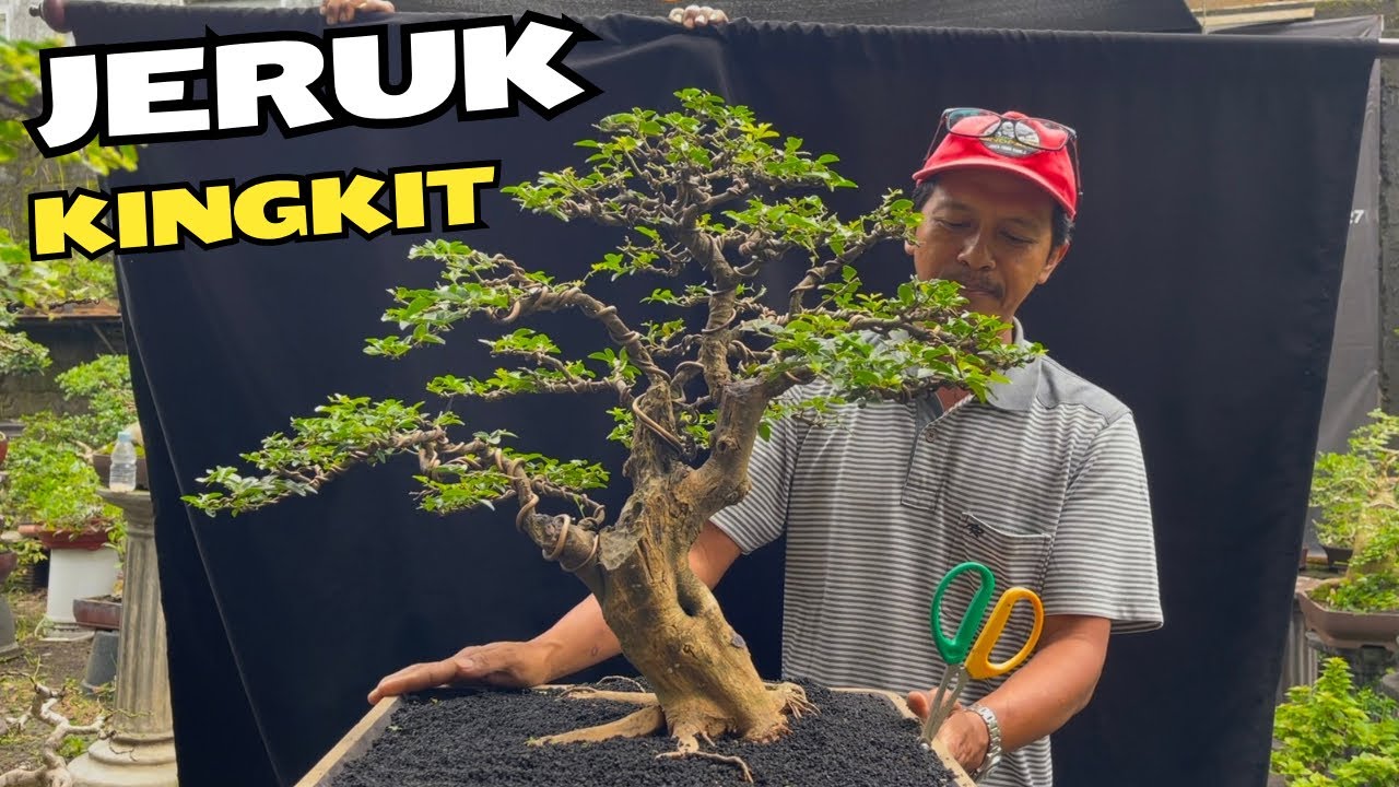 Review Harga Bonsai Terbaru Di Pak Chamim