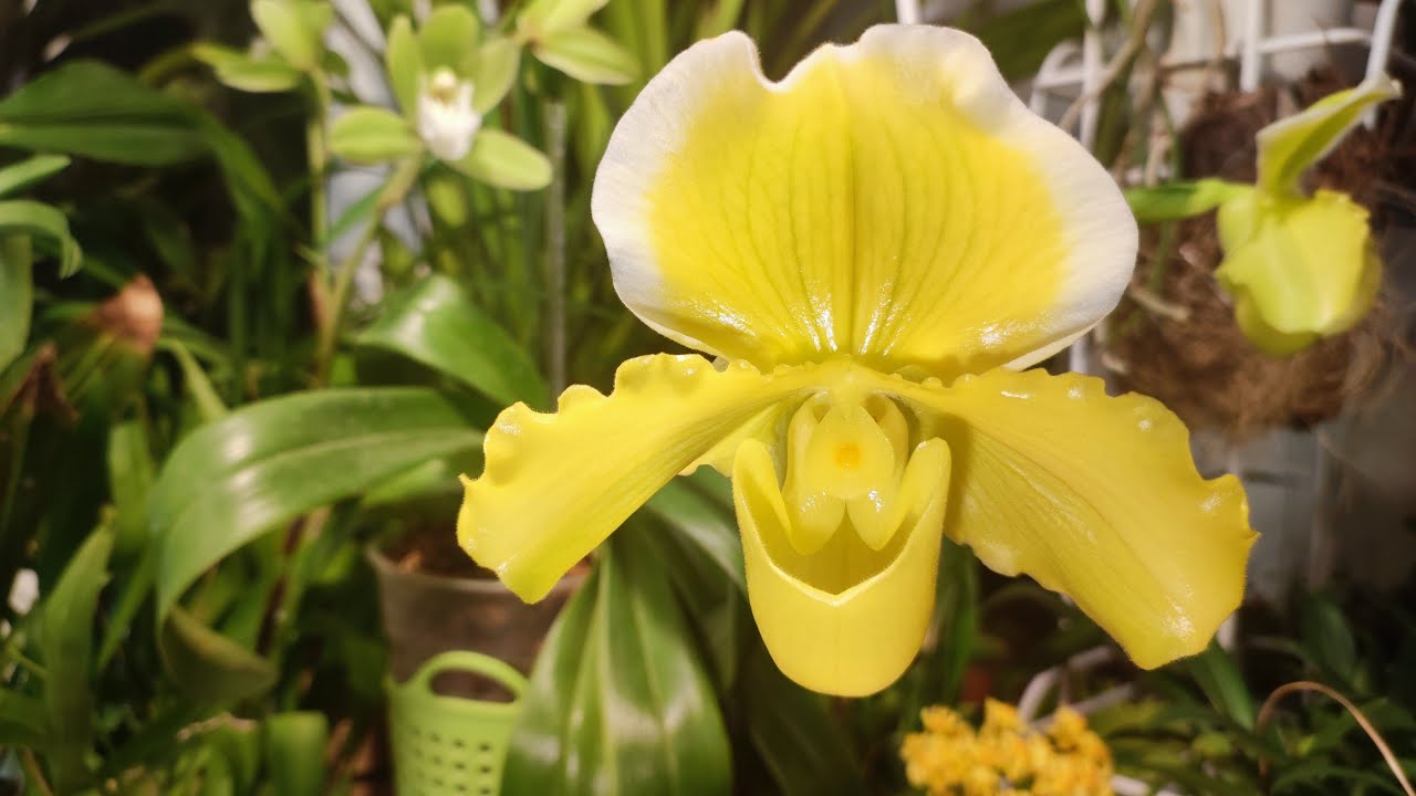 Paphiopedilum In-Charm Gold 