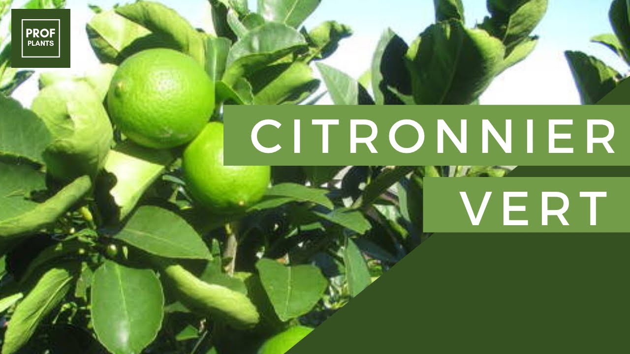 COMMENT CULTIVER LE CITRONNIER VERT