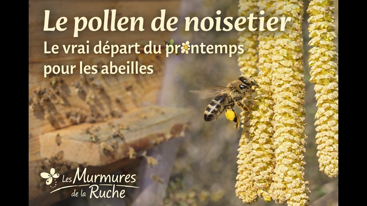 Le pollen de noisetier : le vrai départ du printemps pour les abeilles