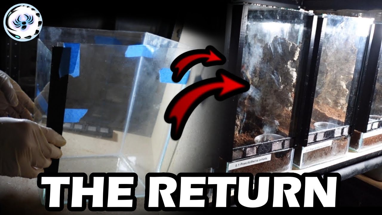 The Return of a Experienced TARANTULA Breeder + Tarantula Tank Build