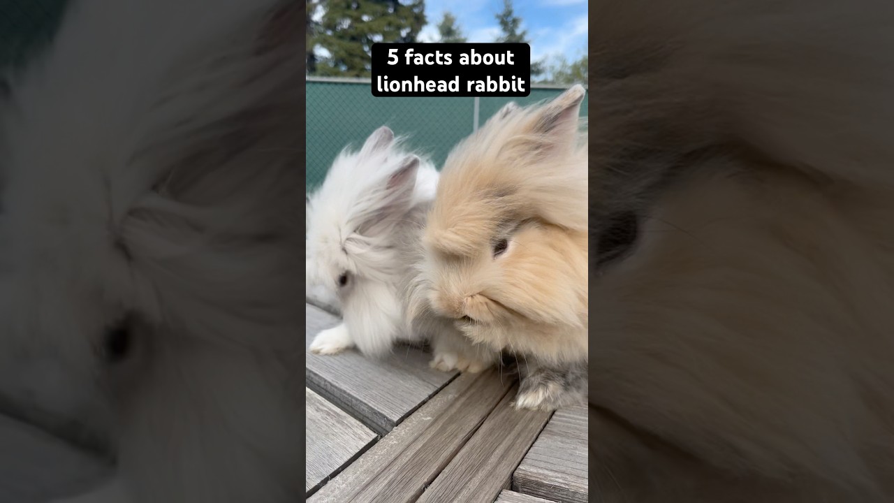 What are the 5 facts about lionhead rabbit #facts #pets #lionhead #bunny #rabbit #pet #animalworld