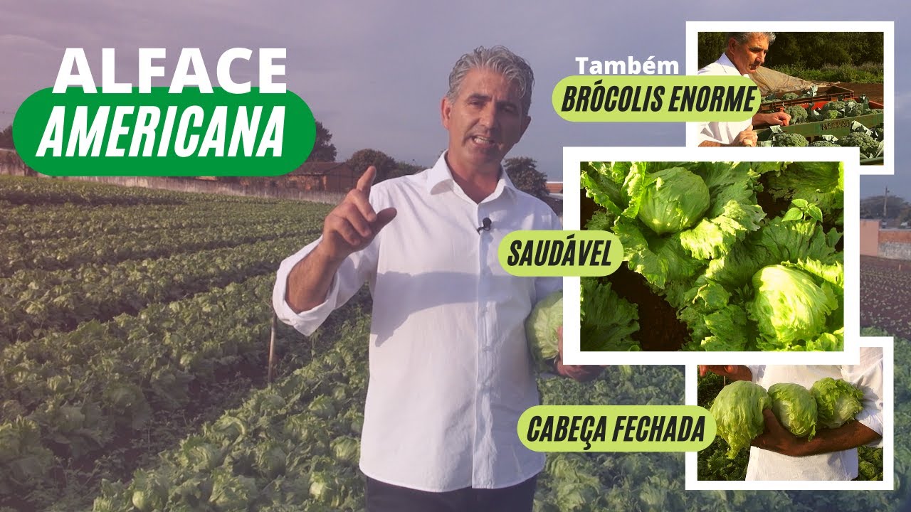 ALFACE AMERICANA: ONDE COMPRAR SEMENTES?