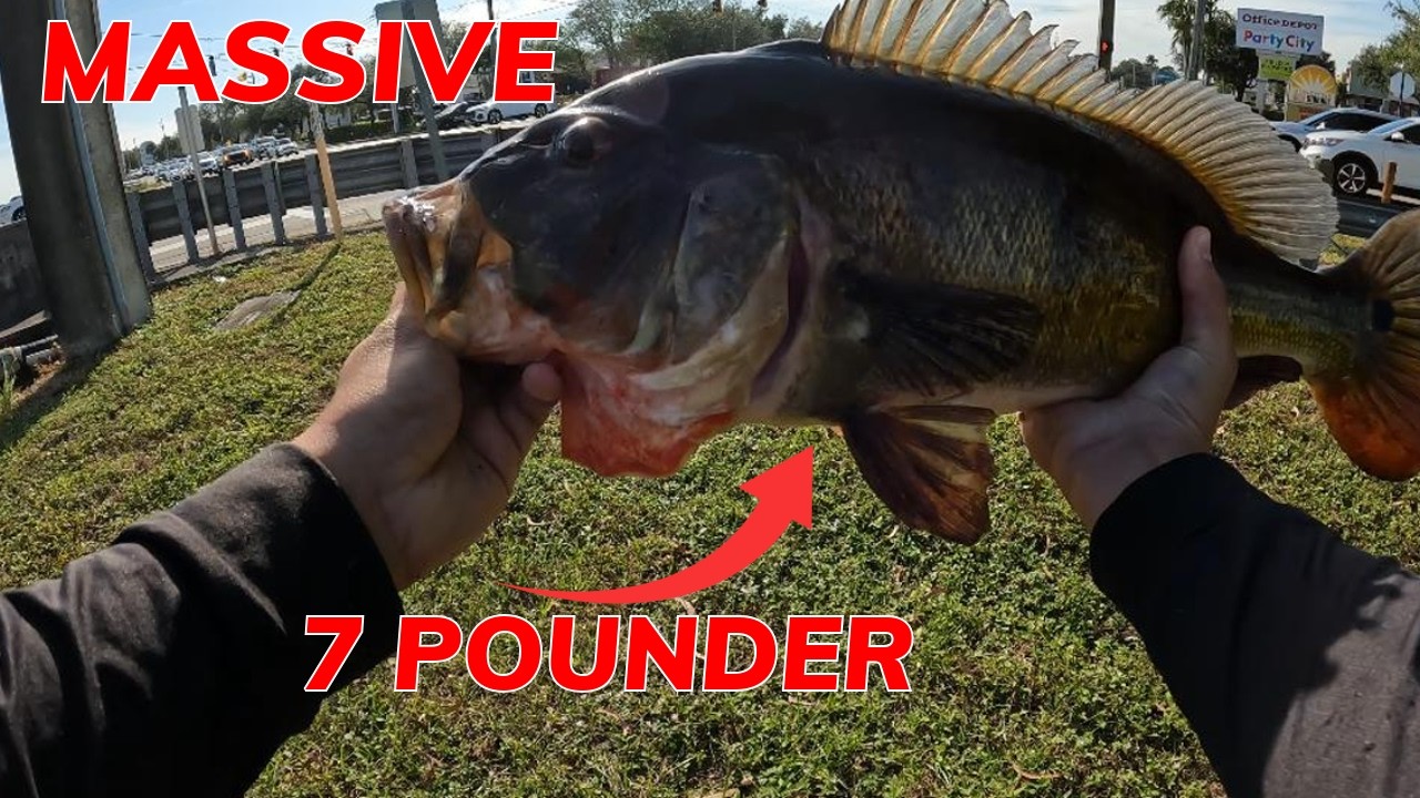 CATCHING A GIANT PEACOCK BASS IN FLORDIA CANALS