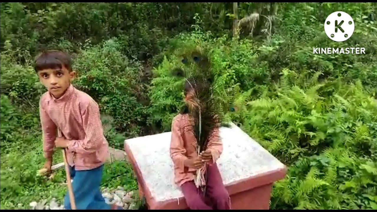 जंगल में मोर पंख बहुत सुंदर लग रहे थे ❤️👍
