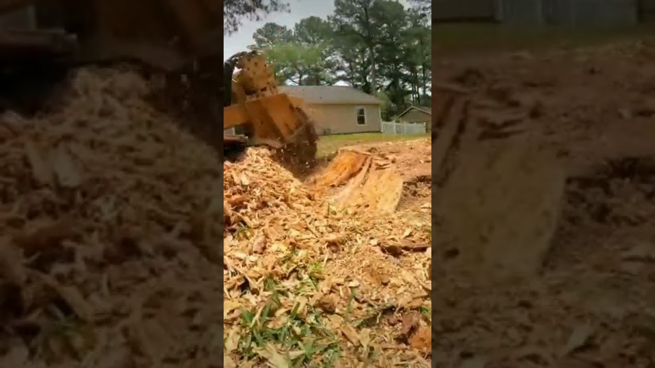 Stump Grinding a Pine Stump in Huntsville