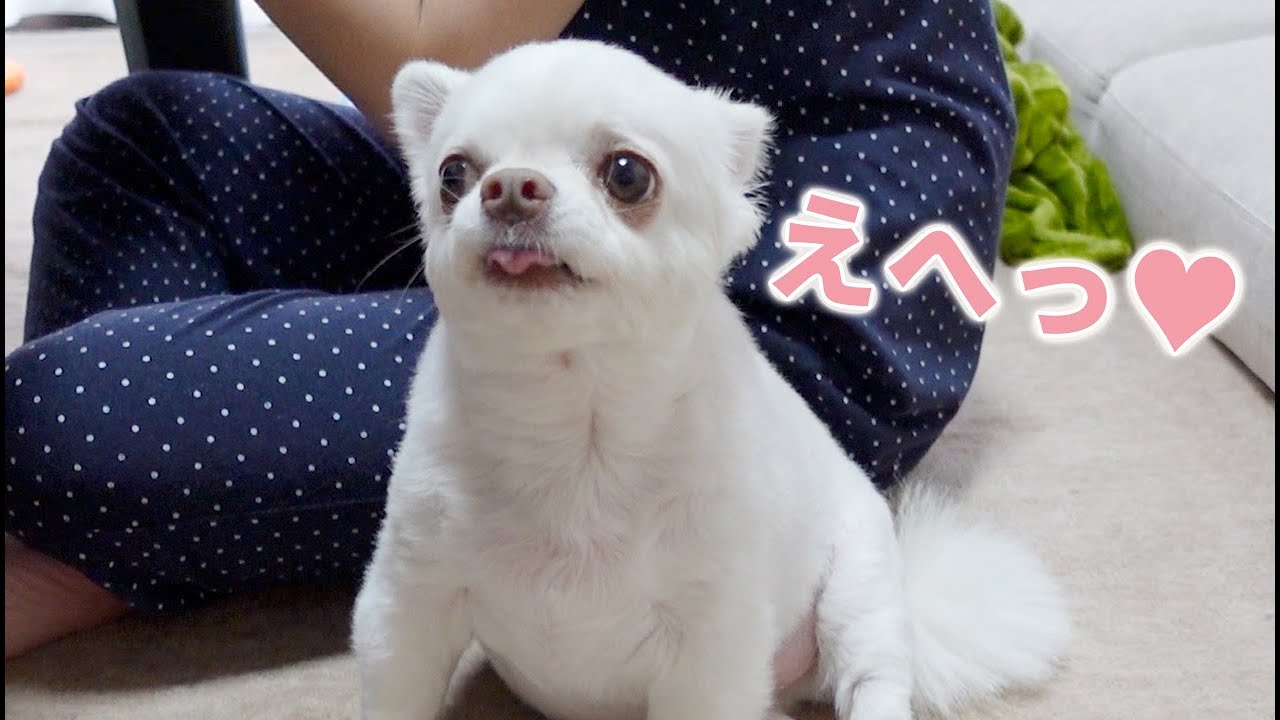 1日ぶりに帰宅したママを見た時の犬の反応が...最低すぎたwwｗ【チワワ】