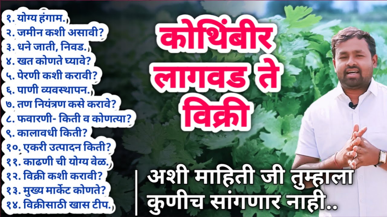 कोथिंबीर लागवड कशी करावी | kothimbir lagwad in marathi | कोथिंबिर शेती
