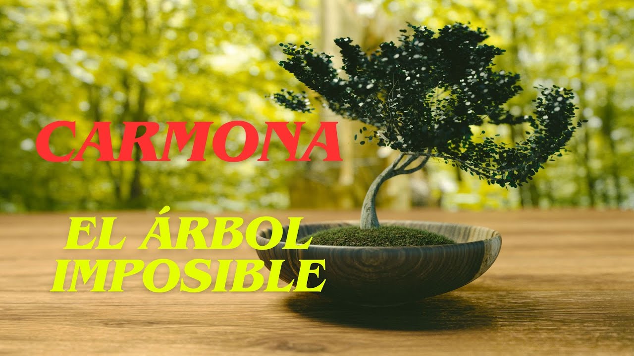 TODO ACERCA DE LA CARMONA: Árbol del té de Fukíen #bonsái #arboles #jardin #naturaleza