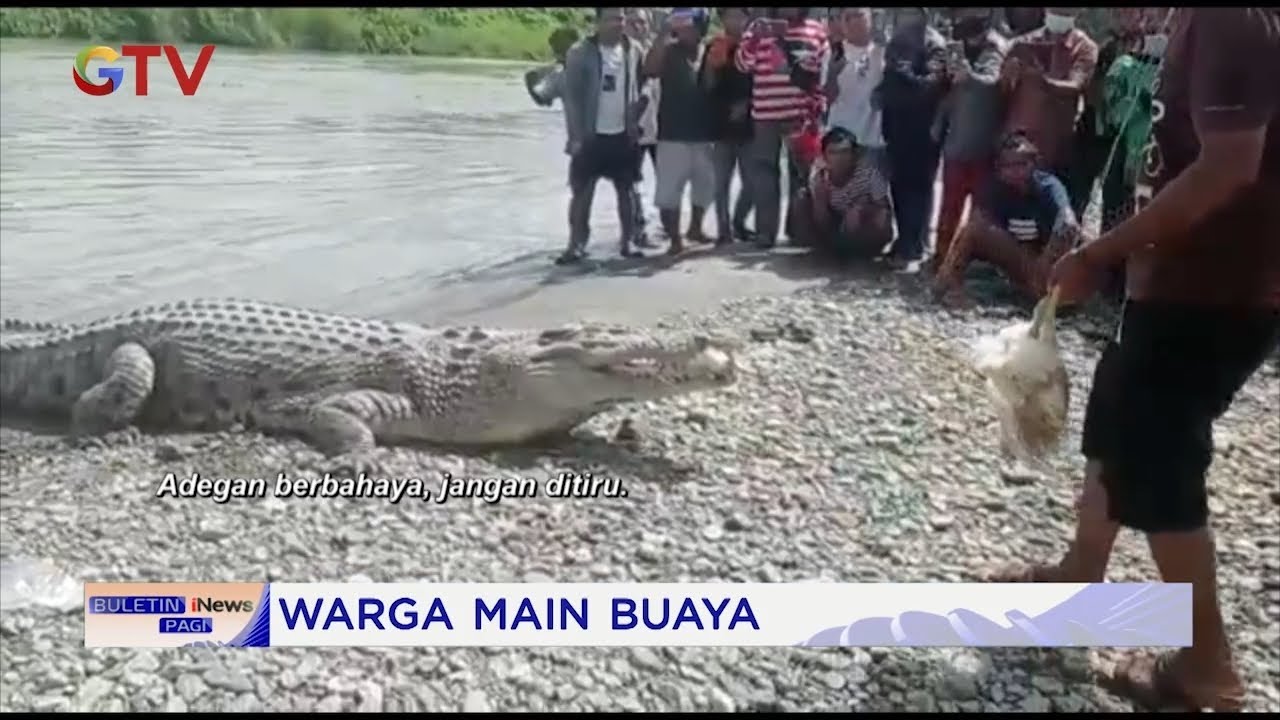 Heboh Buaya Sungai Dijadikan Mainan Warga di Palu, Sulteng #BuletiniNewsPagi 19/01