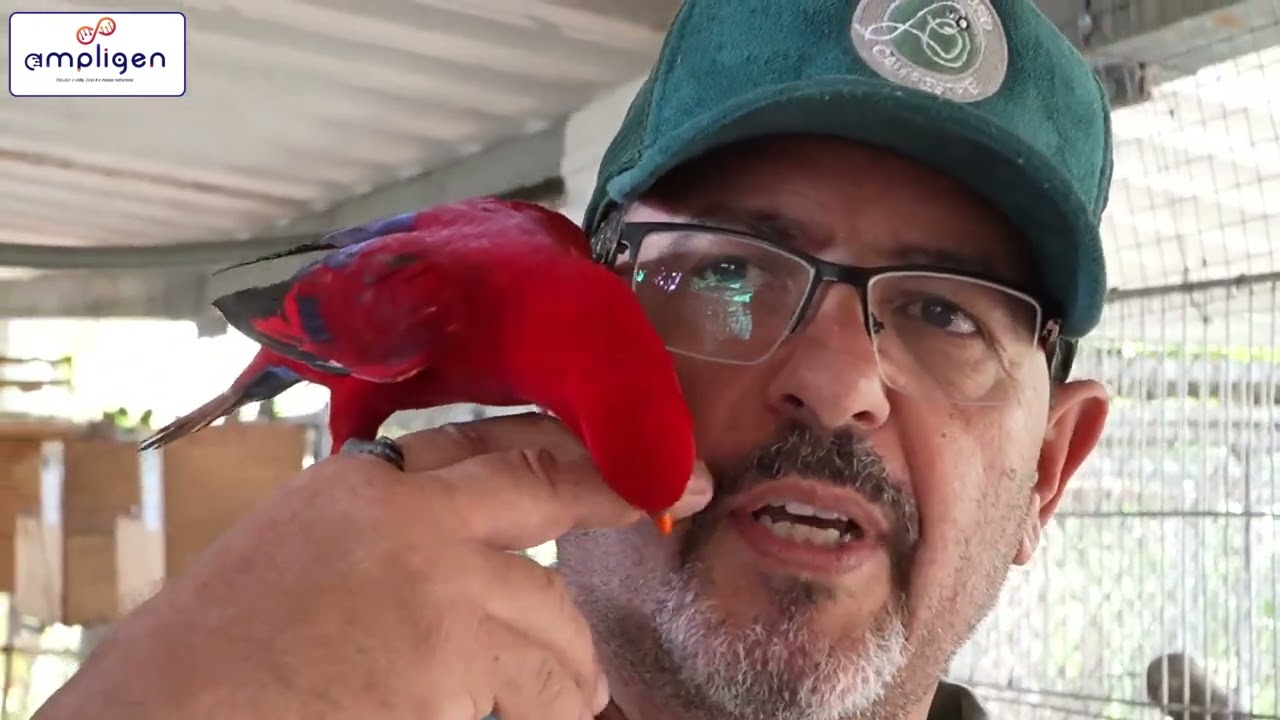 ESSE LÓRIS VALE MAIS DO QUE OURO DO CRIADOURO CAMPESTRE!!! @BillPassaros #criadourocampestre #lori