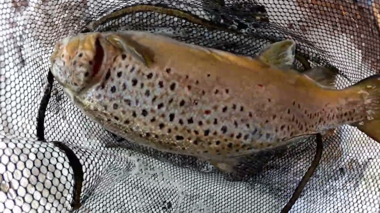 LAKE ONTARIO TRIBUTARY FISHING DECEMBER 22ND 2025 MORNING SESSION 