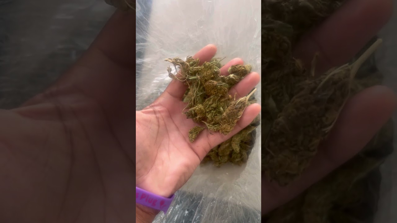 I Bought 1LB Of Chocolope THCA Small Buds