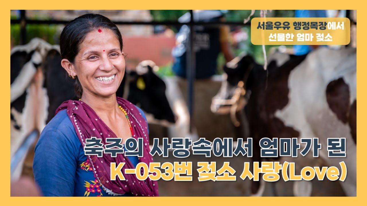 축주의 사랑속에서 엄마가 된 K-053번 젖소 '사랑' 💝
