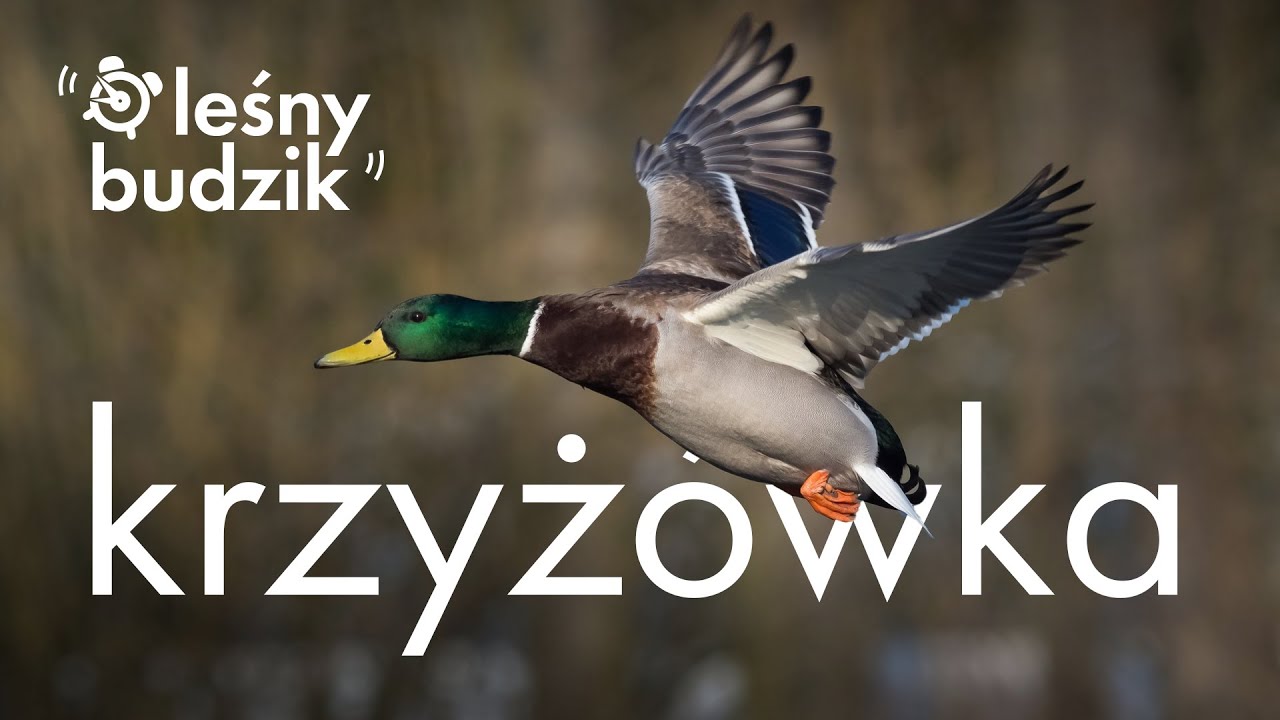 Leśny budzik - Krzyżówka