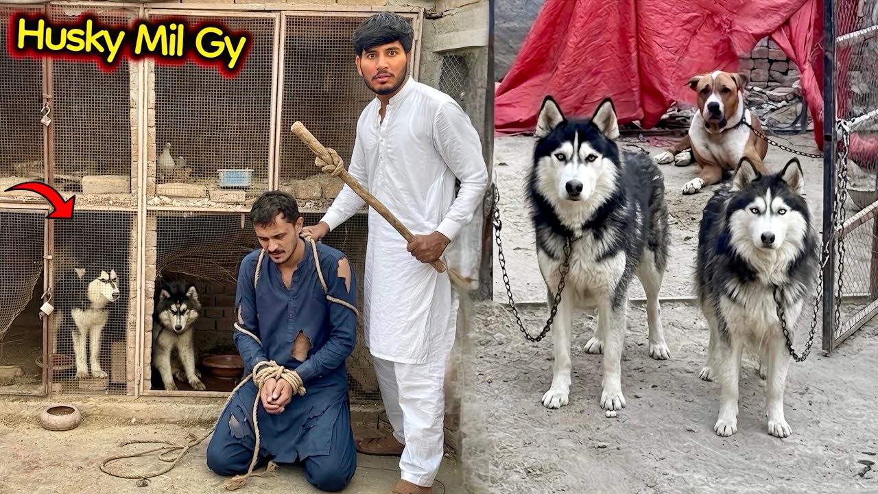 FINALLY HUSKY DOG MIL GYE🙏 TAHSEEN KI CHORI PAKRI GAI 😠