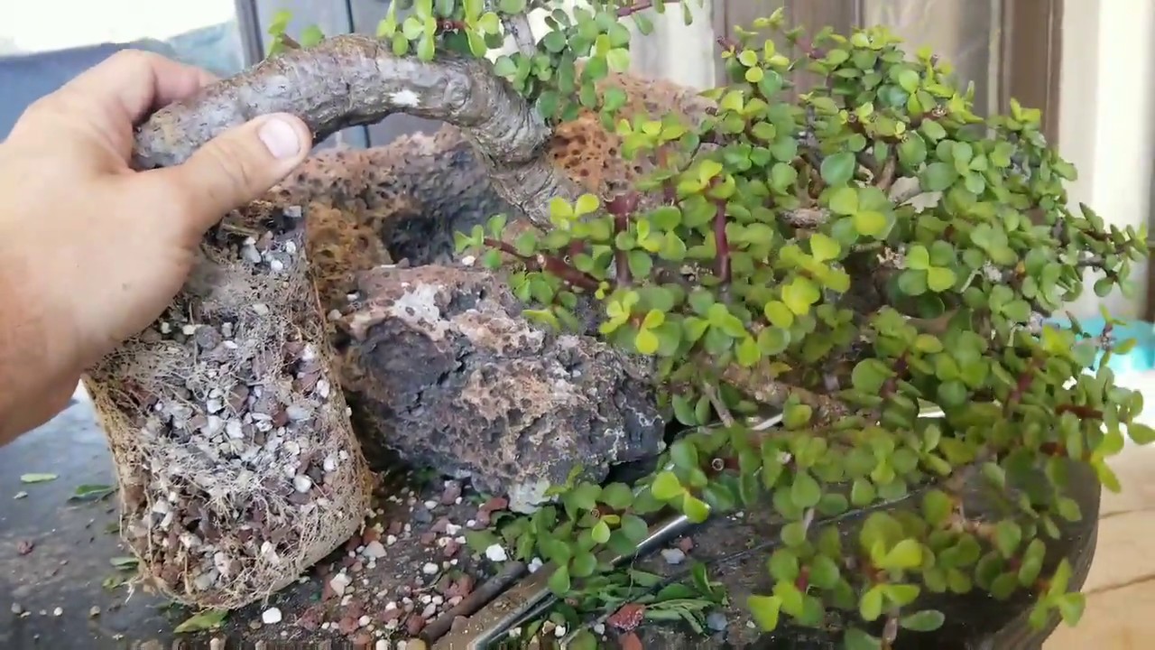 Portulacaria Afra in/over Rock Bonsai Agresta Gardens