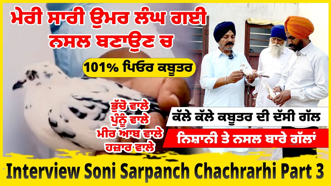 Soni Sarpanch Part - 3 | 101% ਪਿਓਰ ਕਬੂਤਰ | ਕੱਲੇ ਕੱਲੇ ਕਬੂਤਰ ਦੀ ਦੱਸੀ ਗੱਲ ਨਿਸ਼ਾਨੀ ਤੇ ਨਸਲ ਬਾਰੇ ਗੱਲਾਂ |