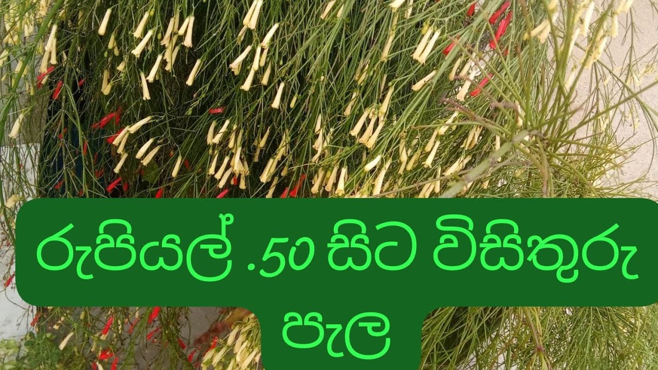 මගේ 32 වෙනි පැල සේල් එකත් එක්ක එකතු වෙන්න 🤍🌼 0778748751❤️🌼