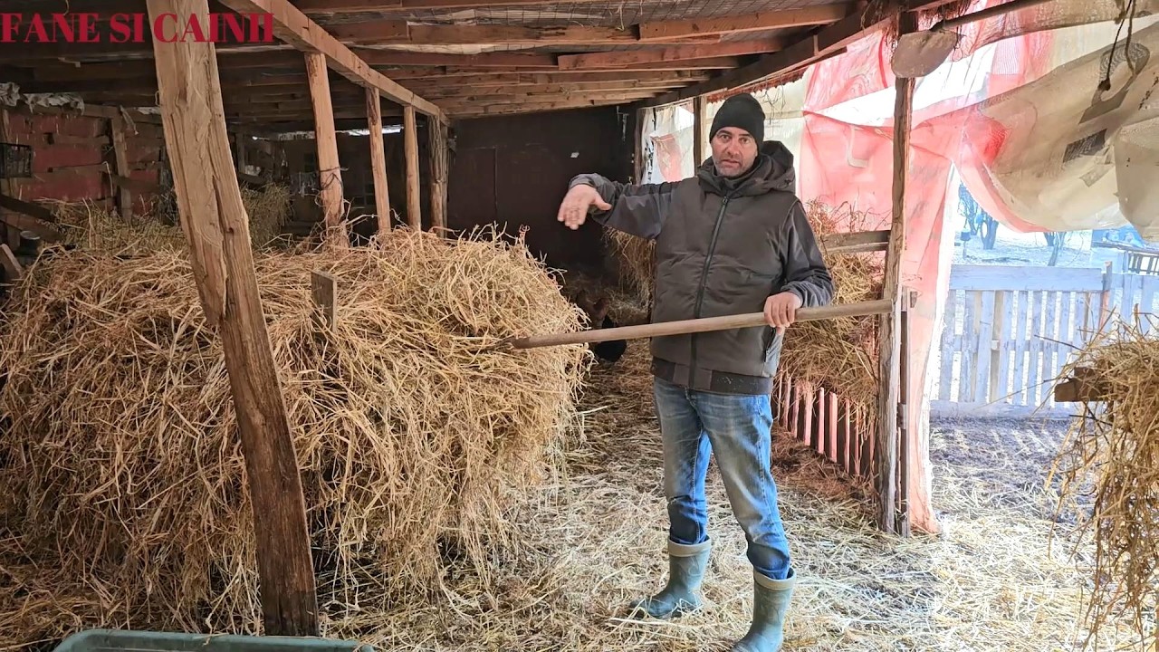 ACTIVITATILE DE DIMINEATA,LA STANA LUI GEORGICA. PREGATIREA FANULUI PENTRU CAPRE.
