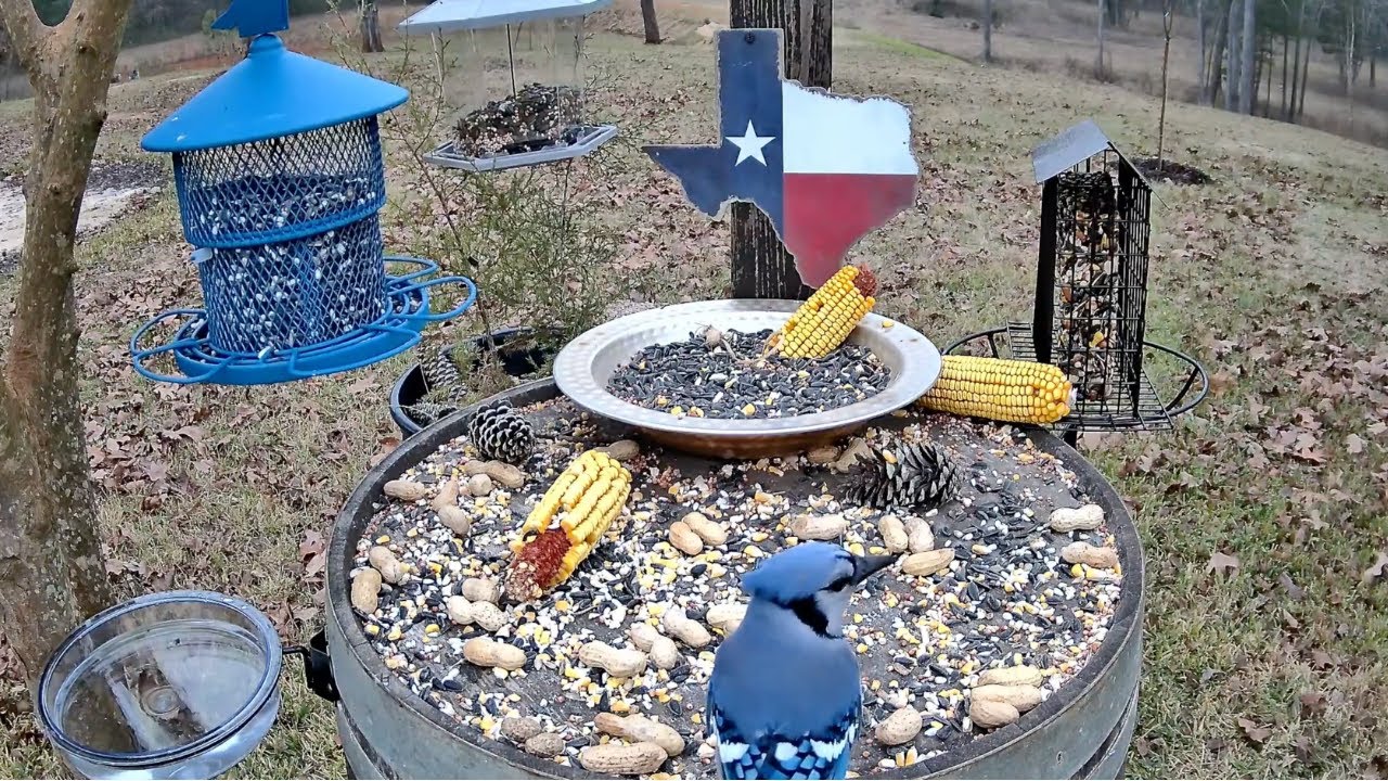 Birds Y’all Live 🐦 | Blustery Day East Texas Bird Cam