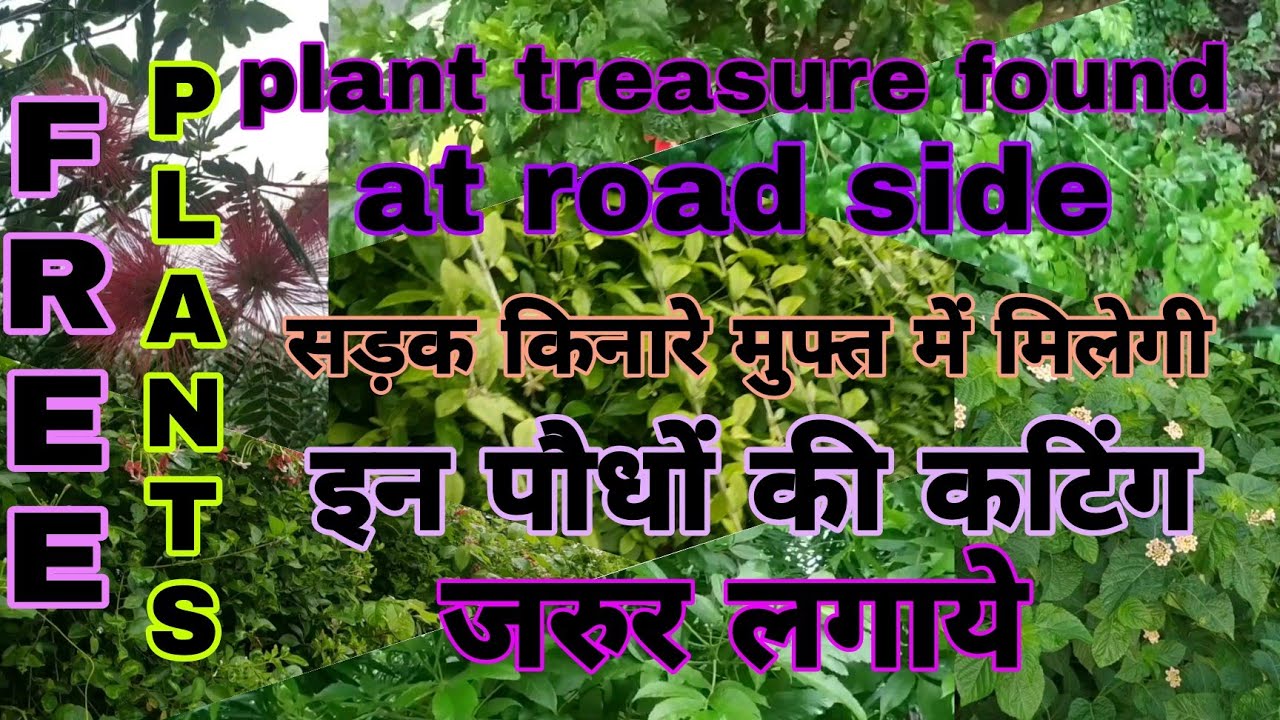 सड़क किनारे मुफ्त में मिलेगी इनपौधों की कटिंग|free plant cutting found at roadside|#roadsideplantname