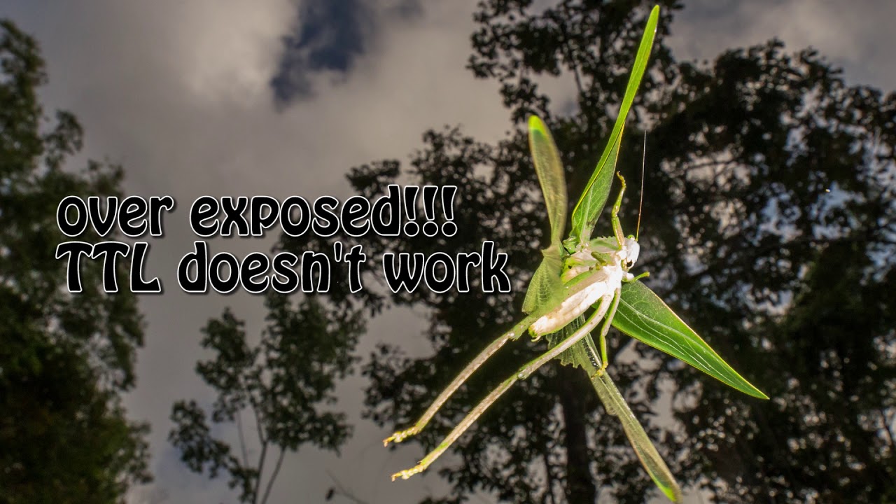 NNTT 07 insects in flight photography