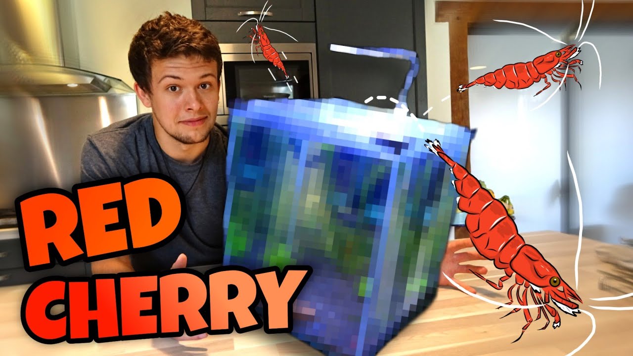 ON CRÉE UN AQUARIUM POUR CREVETTES RED CHERRY (neocaridina) 🦐