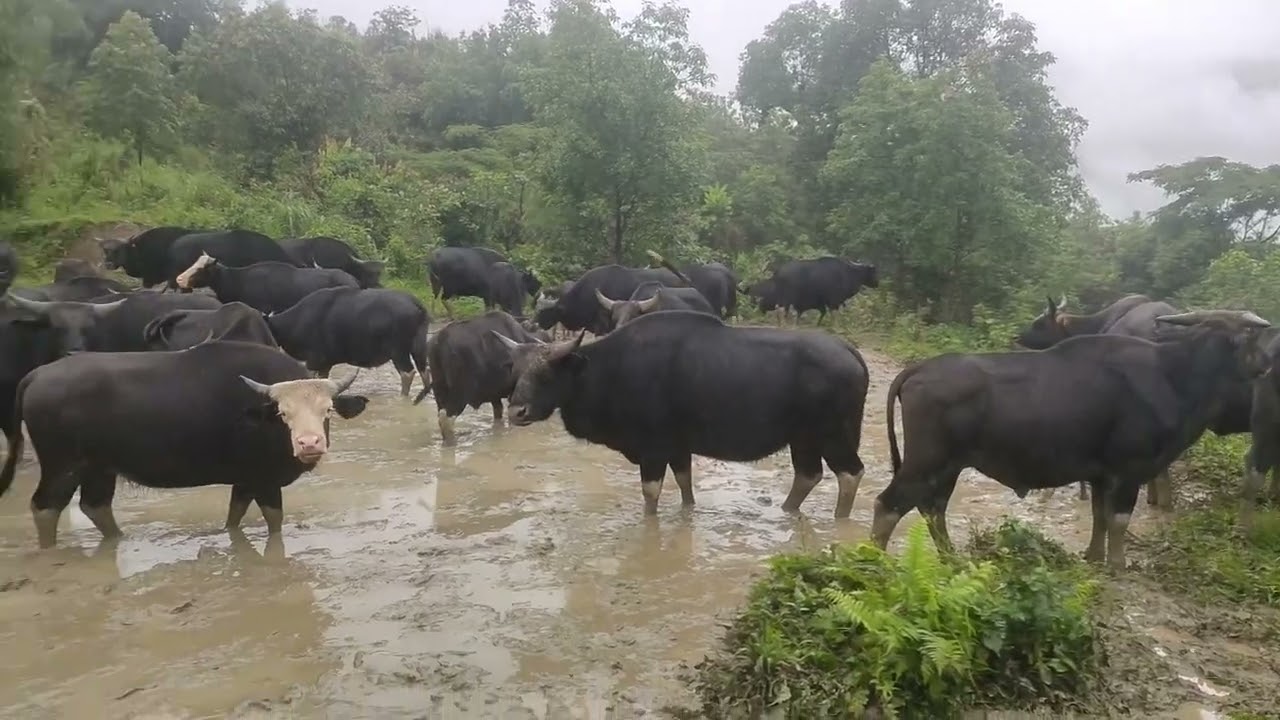 Mithun (Gayal) || The State Animal of Arunachal Pradesh || Longding District || North East India