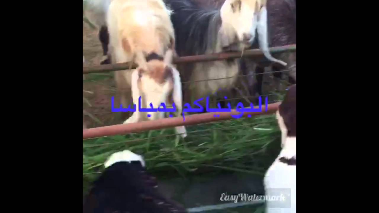 ماهو البونيكام ...