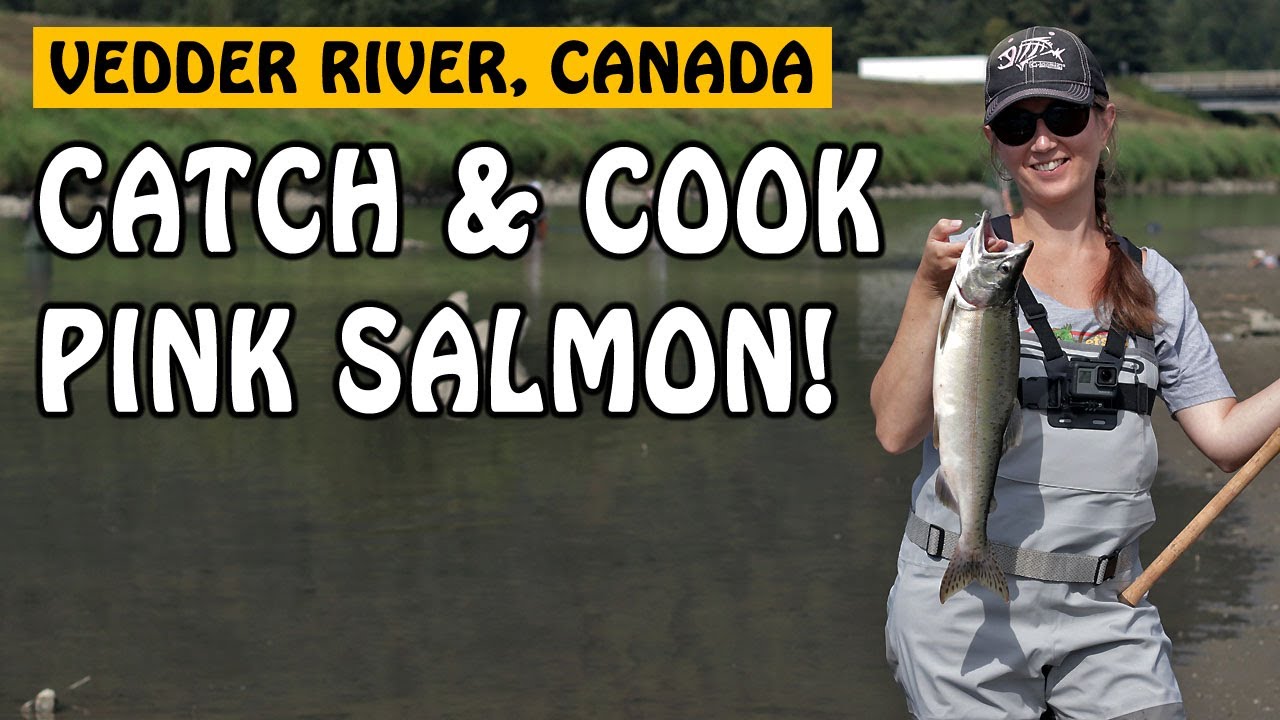 Vedder River Pink Salmon Catch and Cook | Fishing with Rod